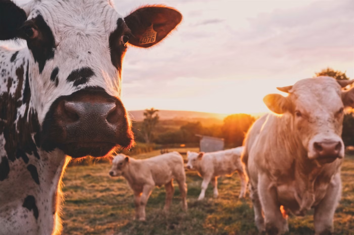 Traçabilité complète — de l'élevage à l'assiette